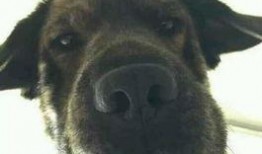 一个狗狗最新爆料图片,狗狗最新爆料萌态十足